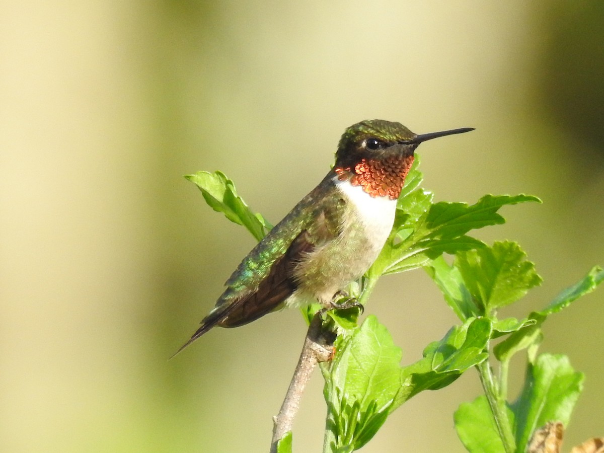 Ruby-throated Hummingbird - ML618645199