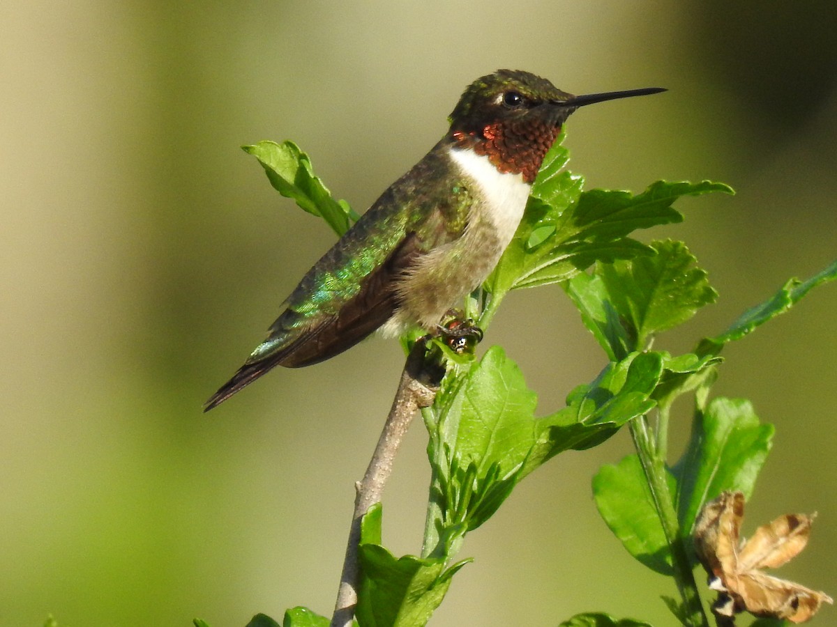 Ruby-throated Hummingbird - ML618645200