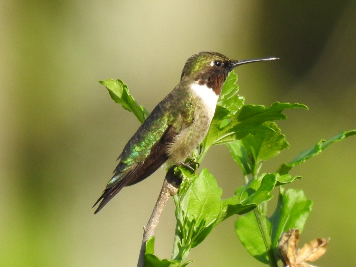 Ruby-throated Hummingbird - ML618645201