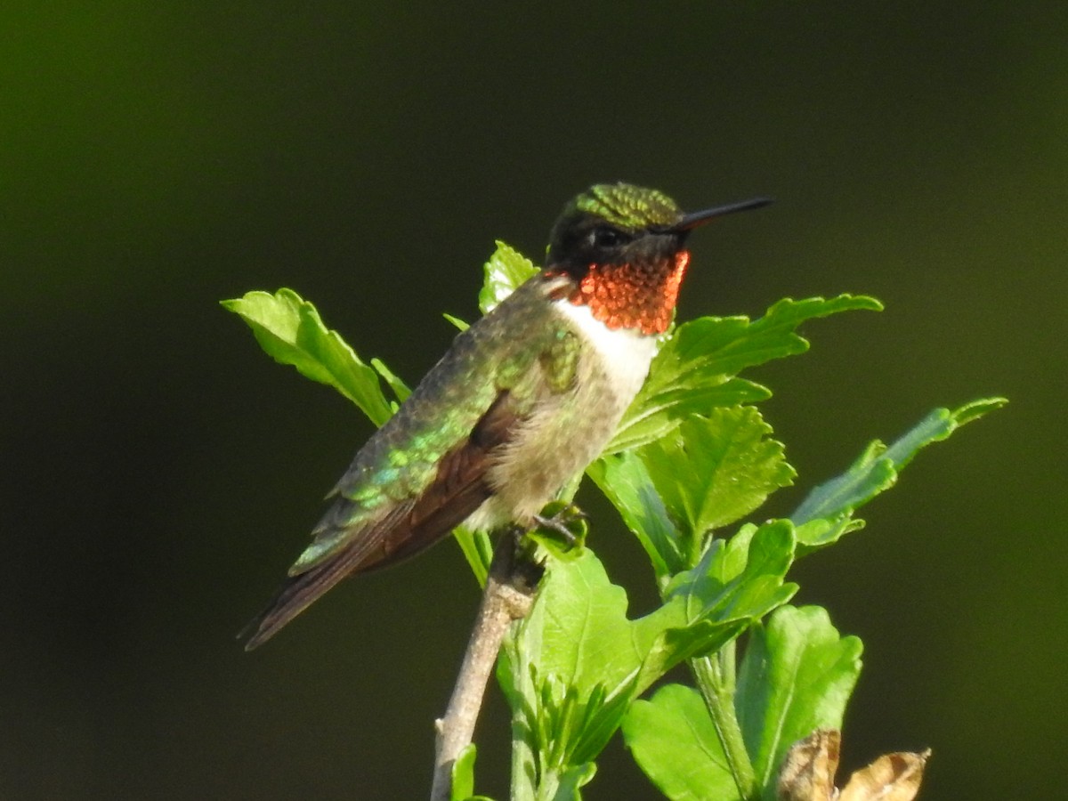 Ruby-throated Hummingbird - ML618645202