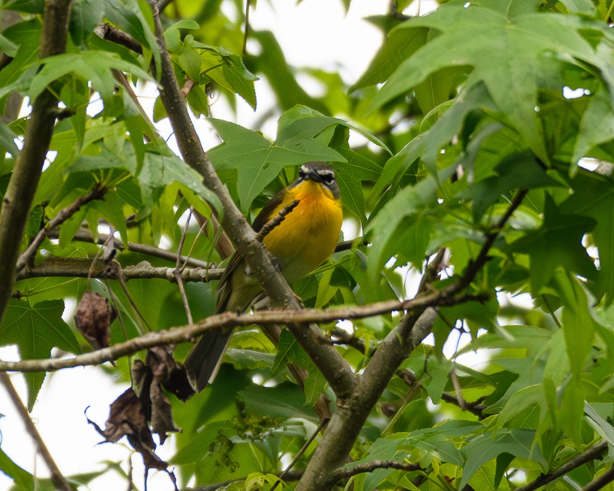 Yellow-breasted Chat - ML618645237