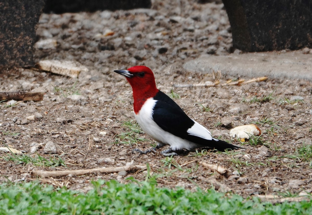 Red-headed Woodpecker - ML618645264