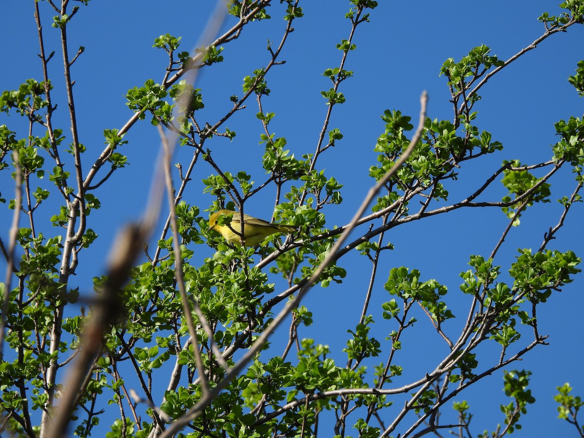 Yellow Warbler - ML618645266