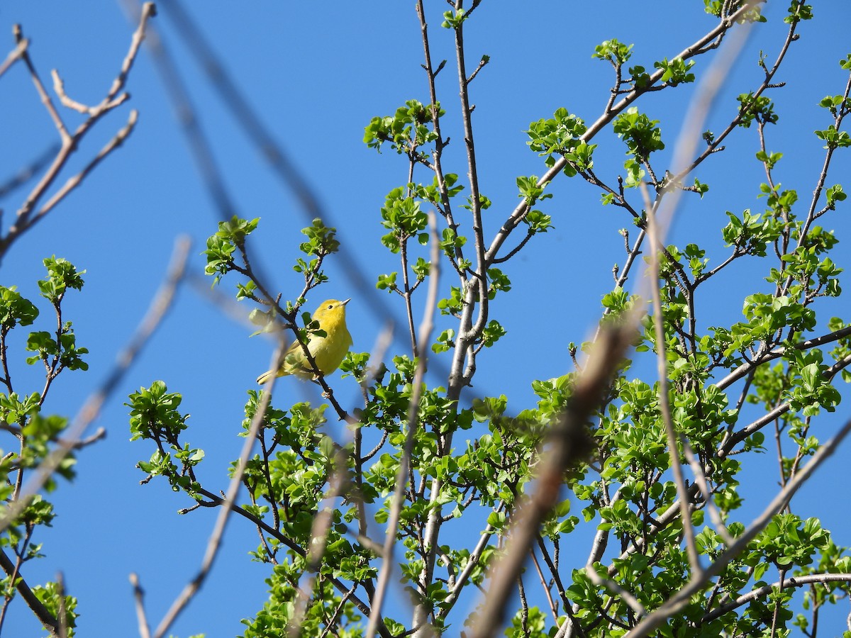 Yellow Warbler - ML618645268