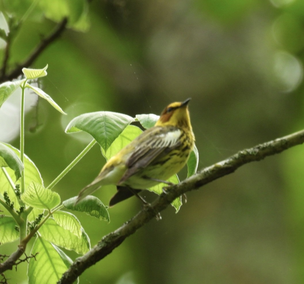Cape May Warbler - ML618645333
