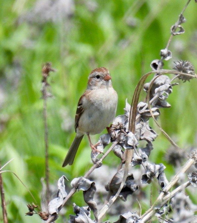 Field Sparrow - ML618645388