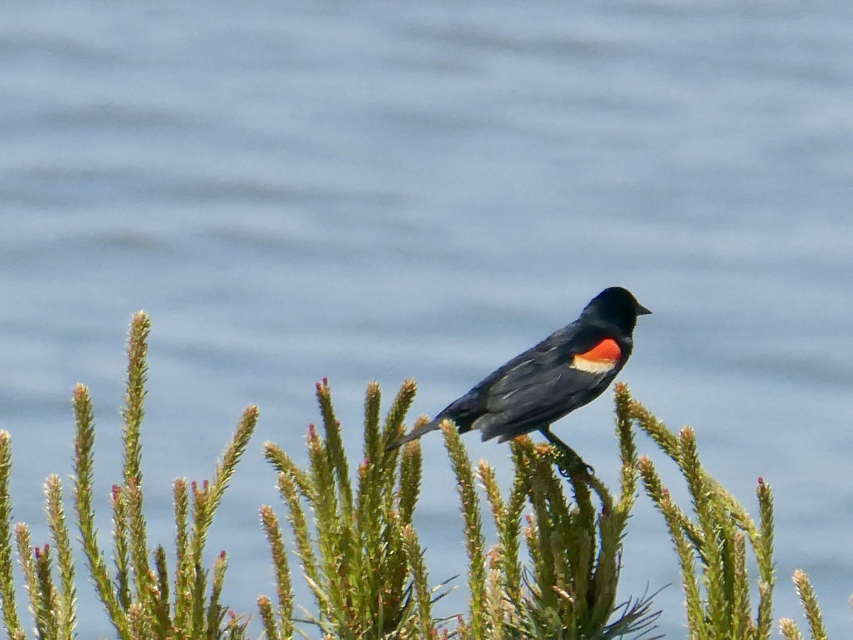 Red-winged Blackbird - ML618645454