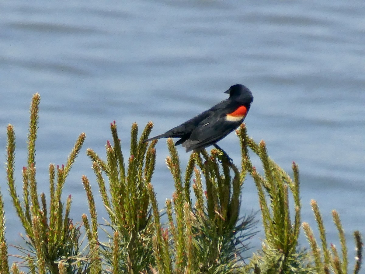 Red-winged Blackbird - ML618645455