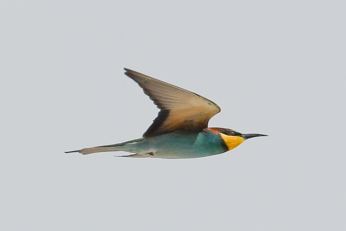 European Bee-eater - ML618645487