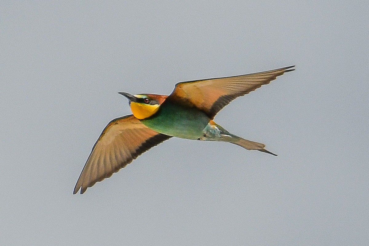 European Bee-eater - ML618645488