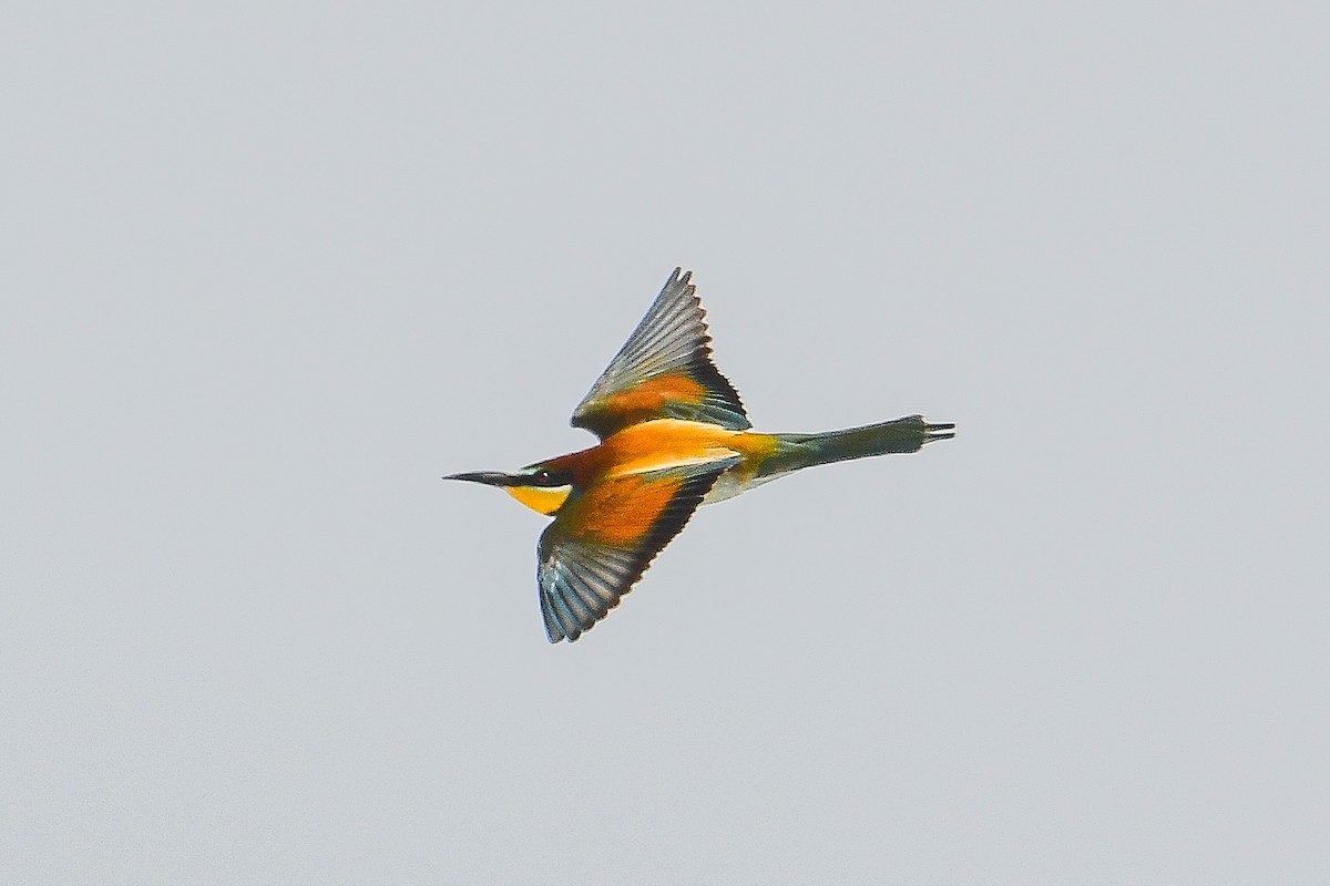 European Bee-eater - ML618645489