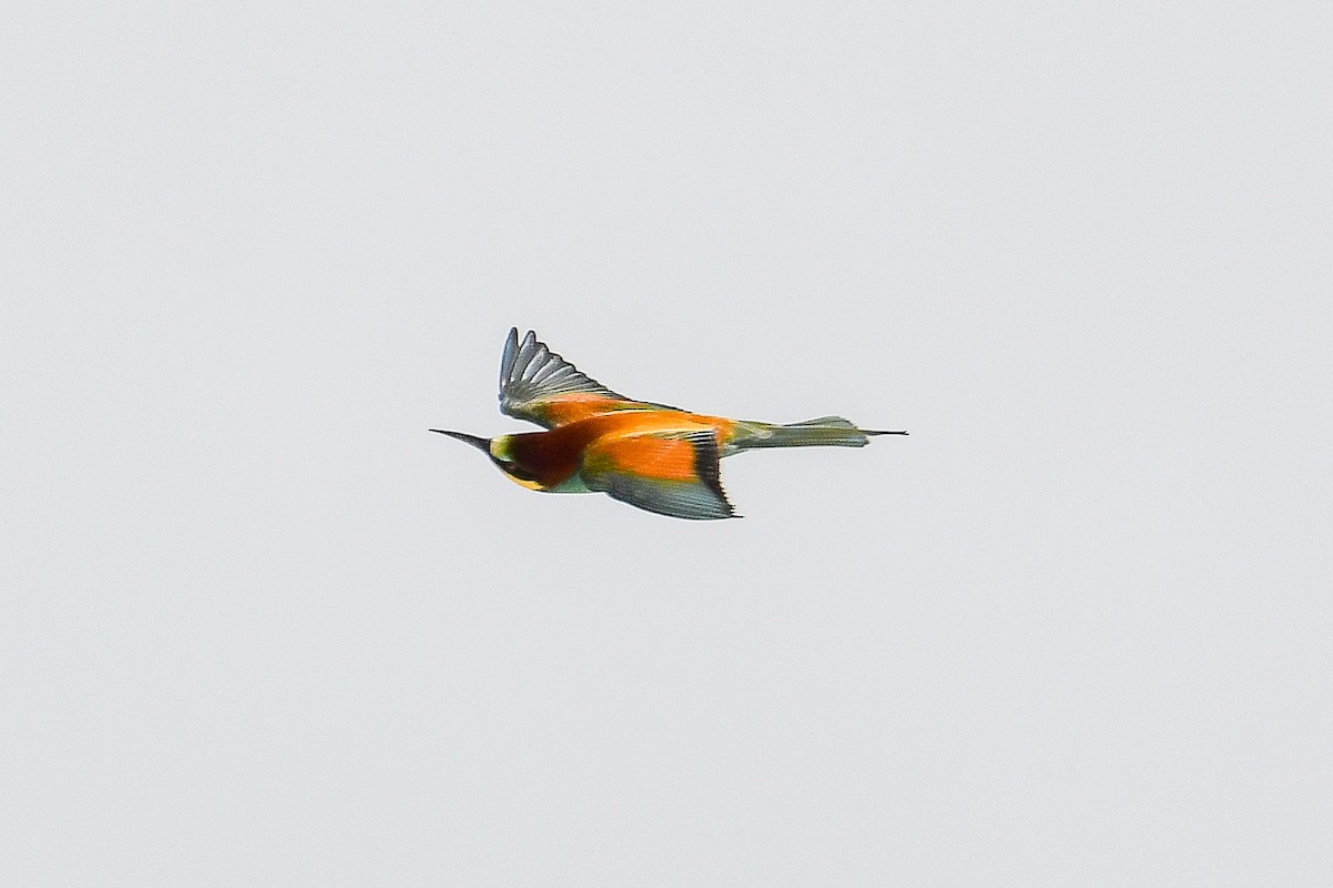 European Bee-eater - ML618645491