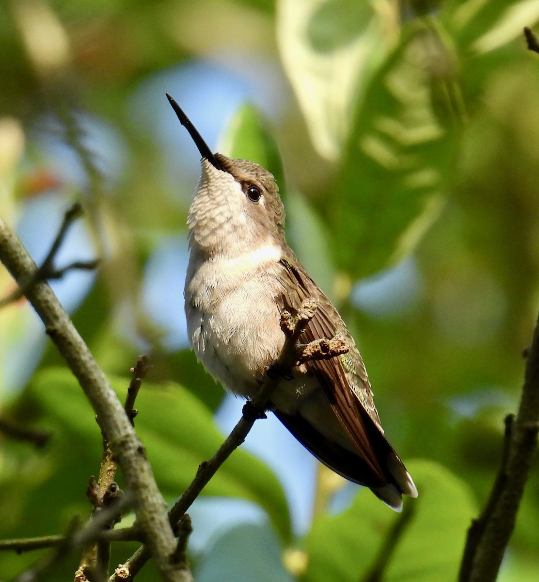 Ruby-throated Hummingbird - ML618645503