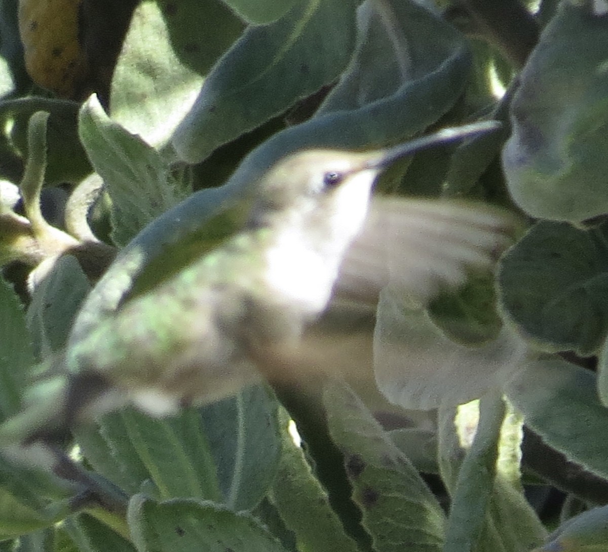 Costa's Hummingbird - ML618645519