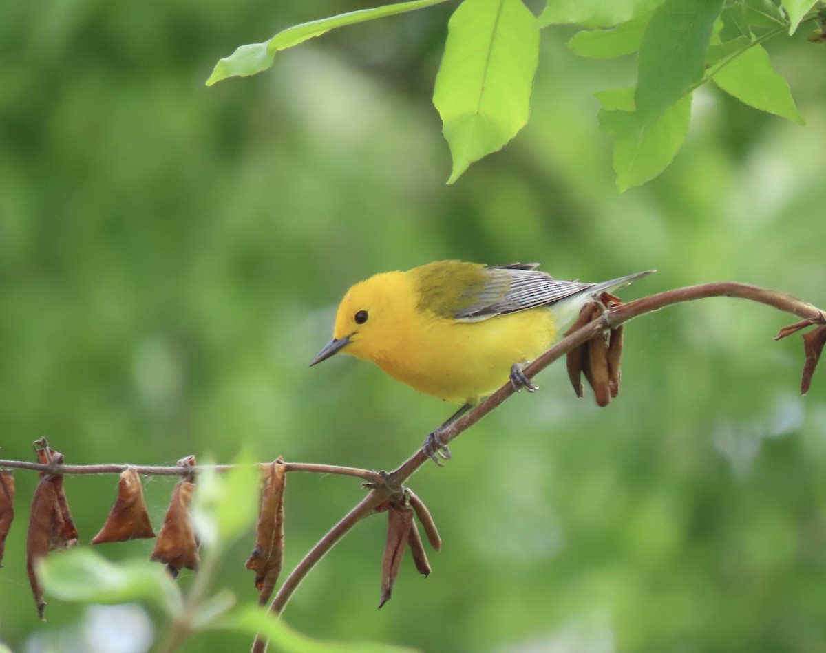 Prothonotary Warbler - ML618645523