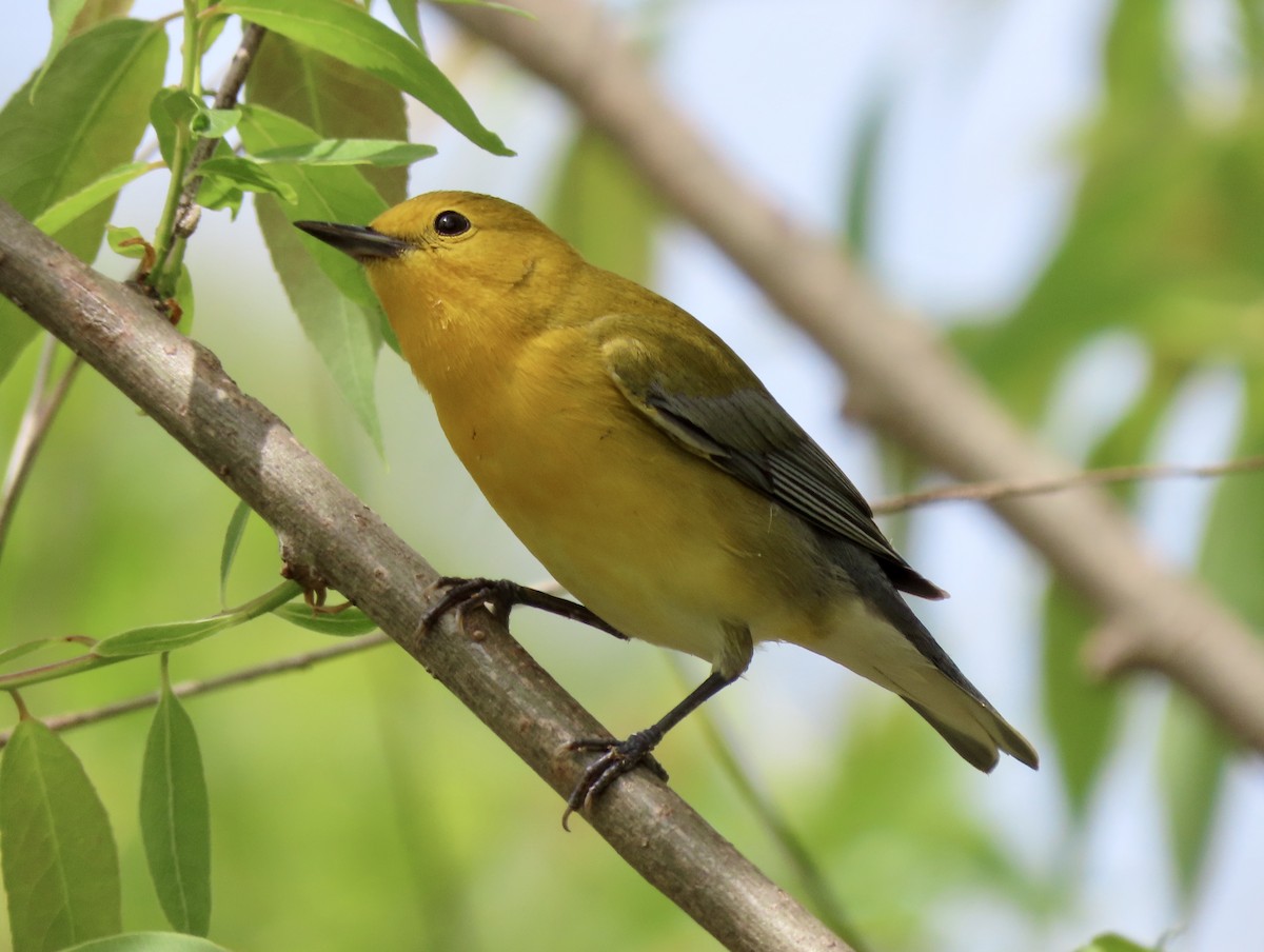 Prothonotary Warbler - ML618645524