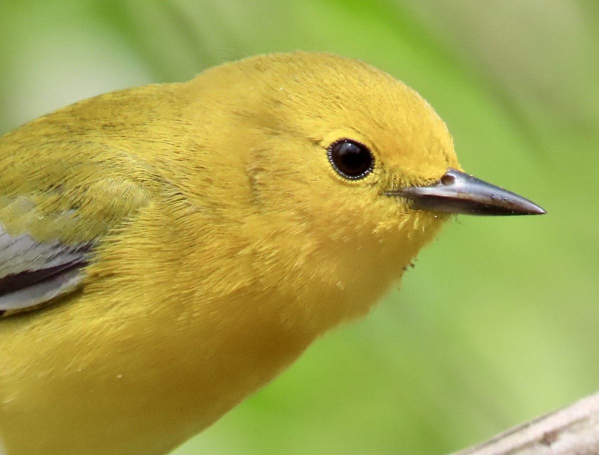 Prothonotary Warbler - ML618645525