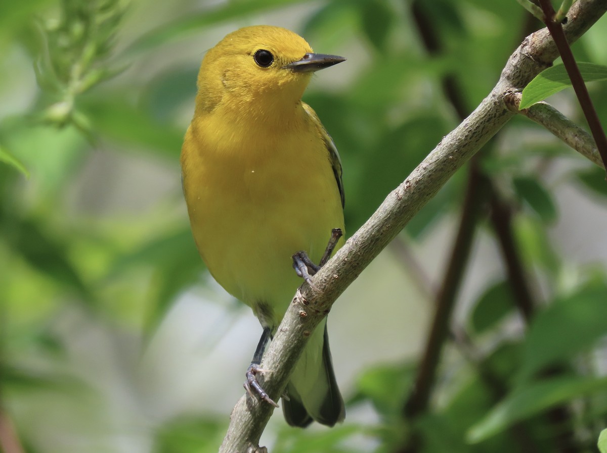 Prothonotary Warbler - ML618645526