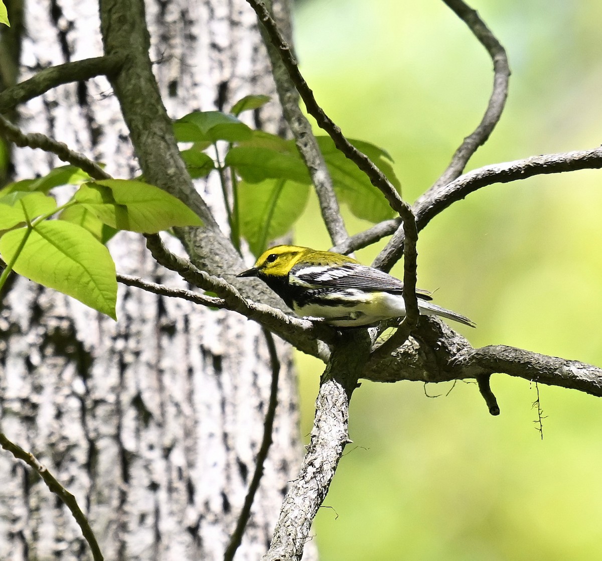 Black-throated Green Warbler - ML618645533