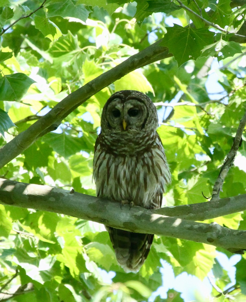 Barred Owl - ML618645555