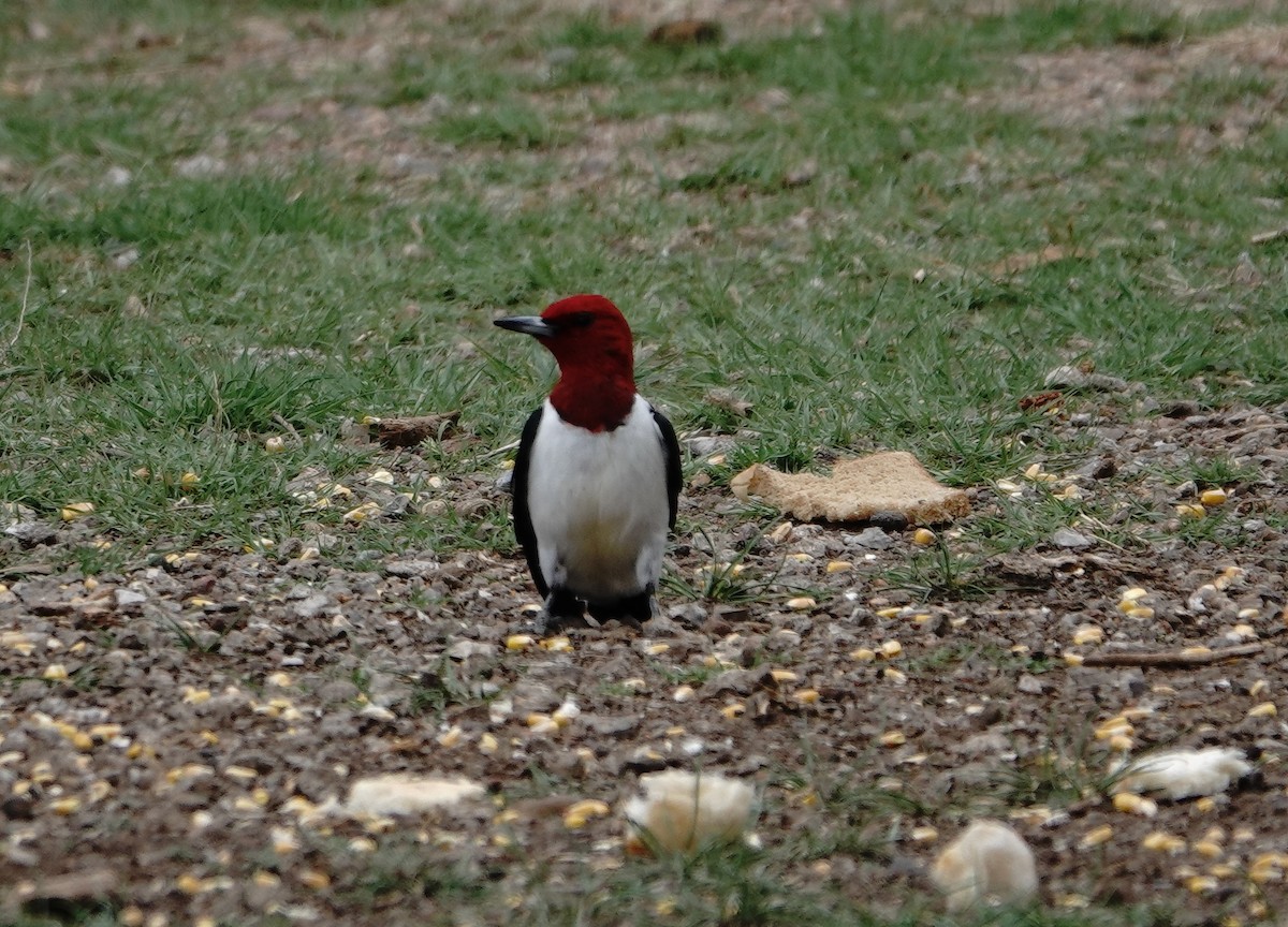 Red-headed Woodpecker - ML618645556