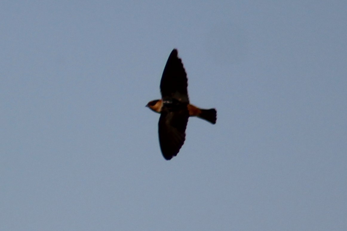 Cave Swallow (Texas) - ML618645562