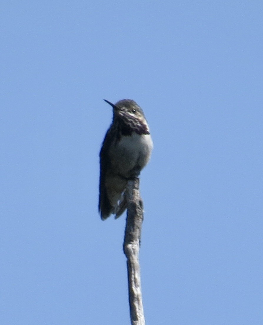 Calliope Hummingbird - ML618645570