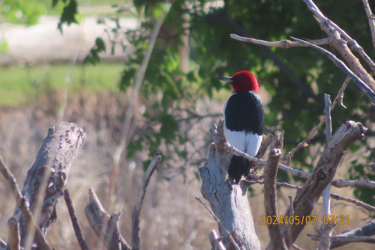 Red-headed Woodpecker - Mark Holmgren
