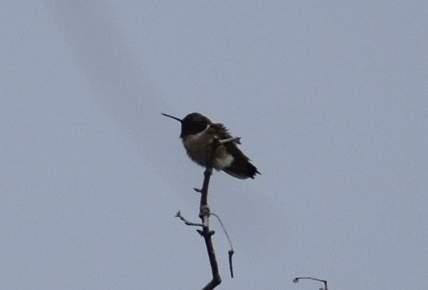 Black-chinned Hummingbird - ML618645688