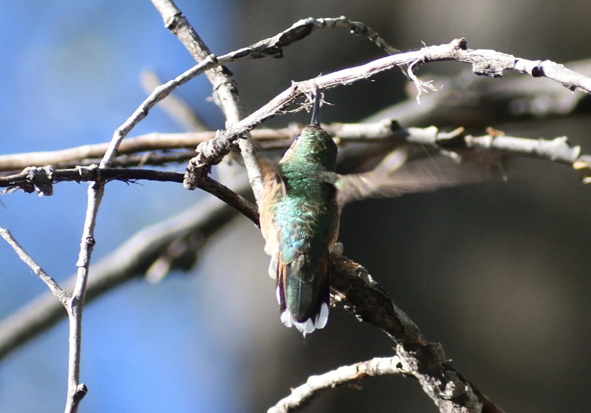 Broad-tailed Hummingbird - ML618645699