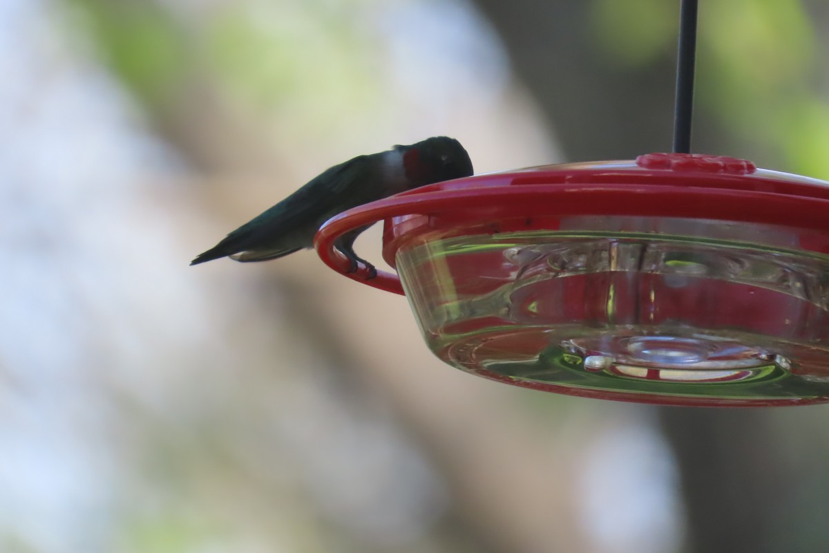 Ruby-throated Hummingbird - ML618645728