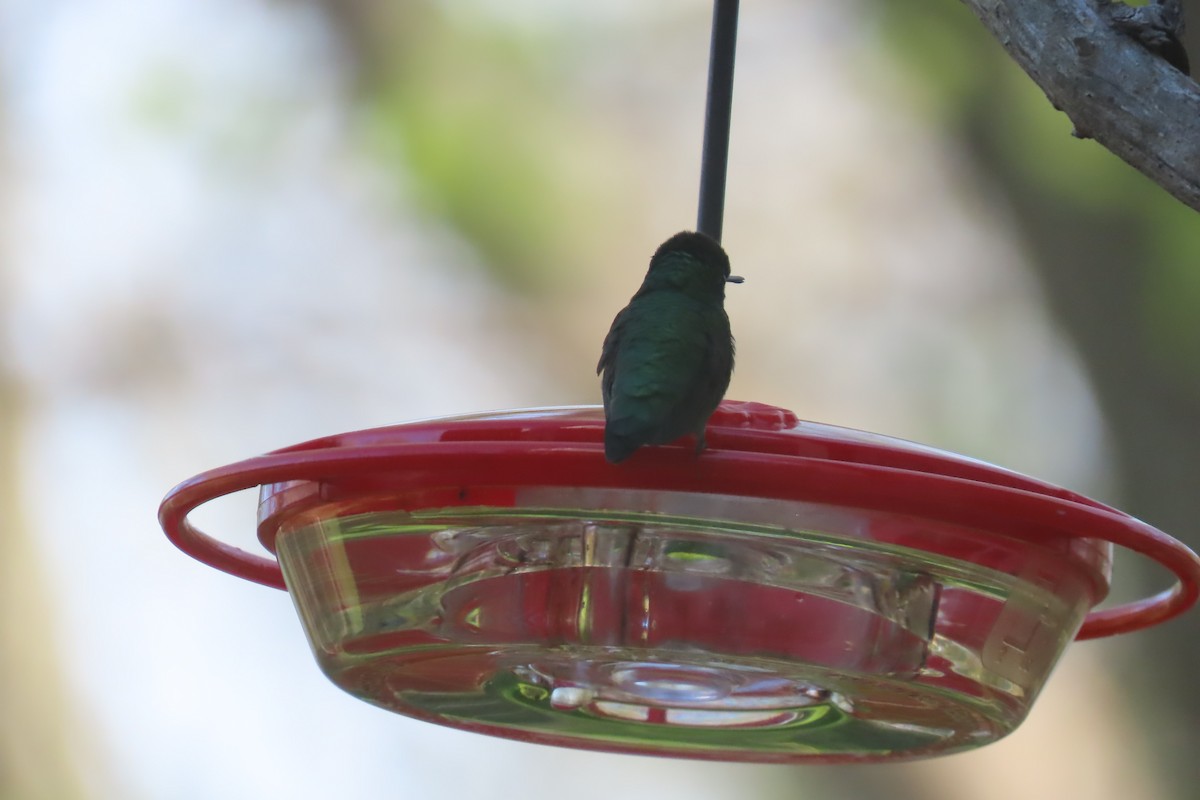 Ruby-throated Hummingbird - ML618645729