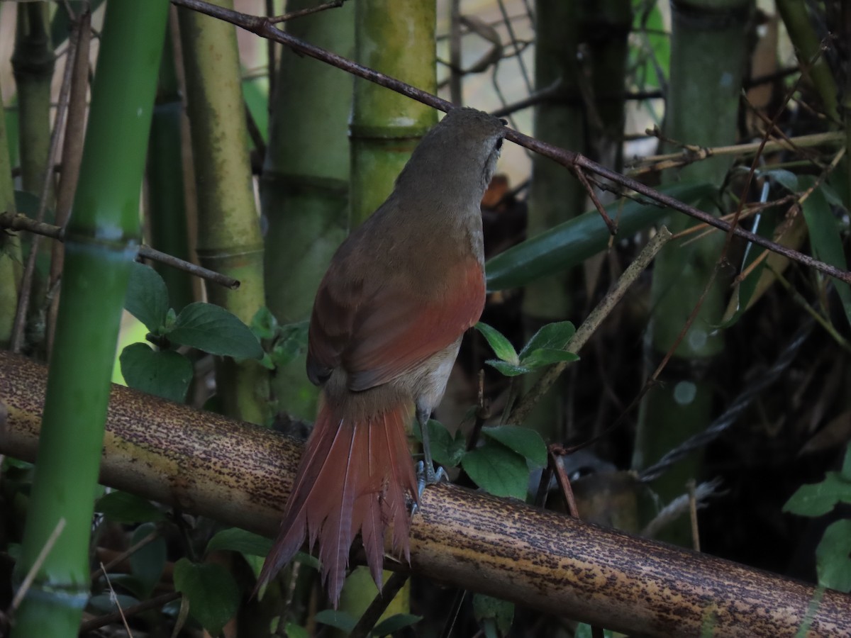 Plain-crowned Spinetail - ML618645742