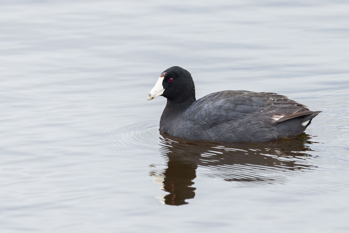 American Coot (Red-shielded) - ML618645743