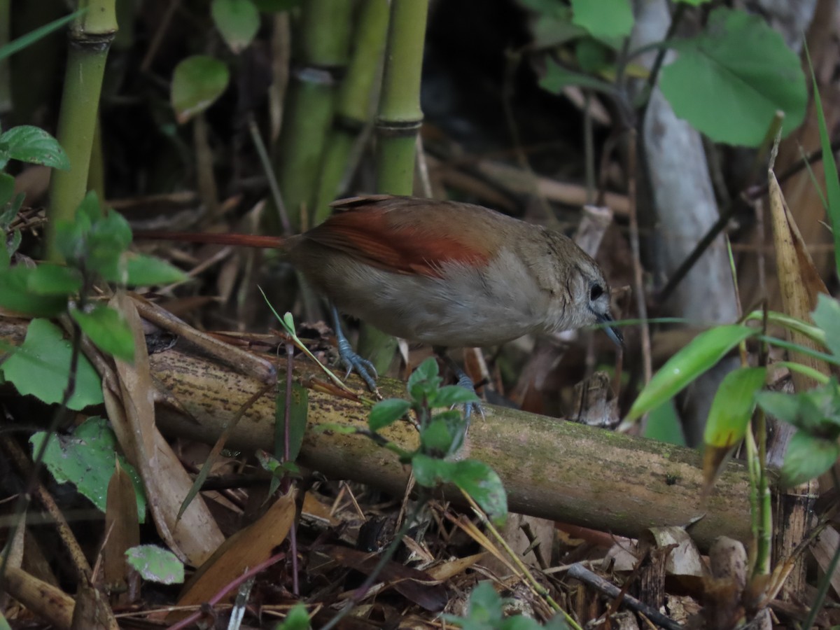 Plain-crowned Spinetail - ML618645744
