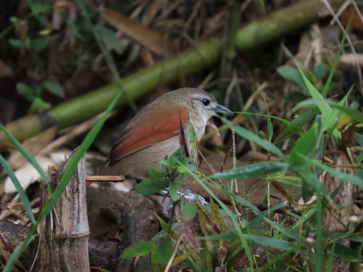 Plain-crowned Spinetail - ML618645747