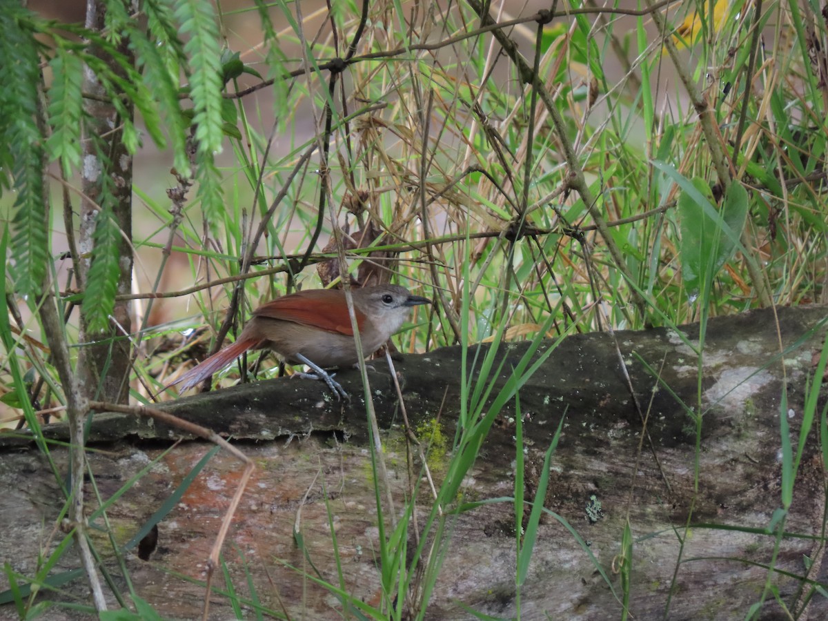 Plain-crowned Spinetail - ML618645748