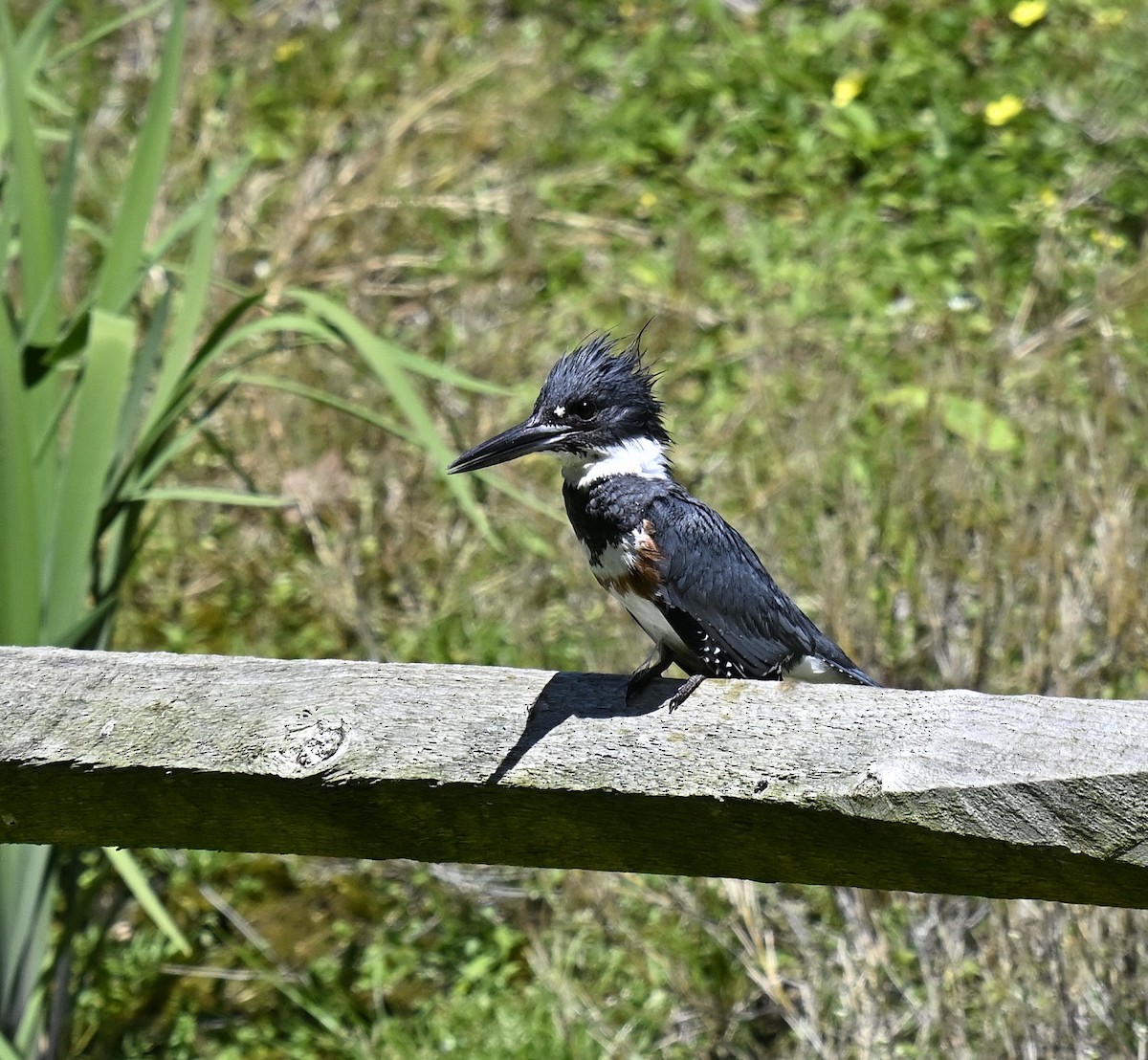 Belted Kingfisher - ML618645749