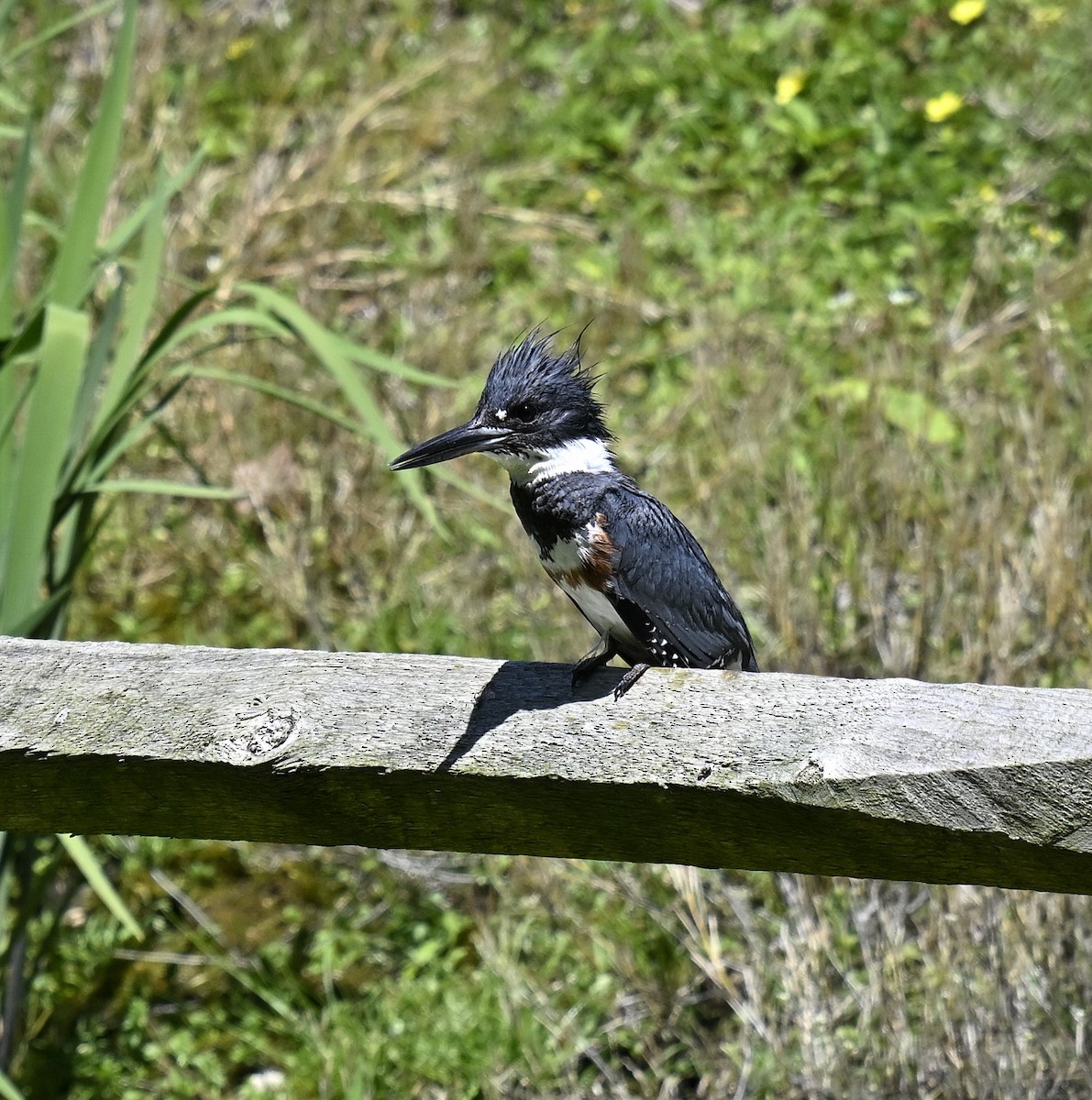 Belted Kingfisher - ML618645755