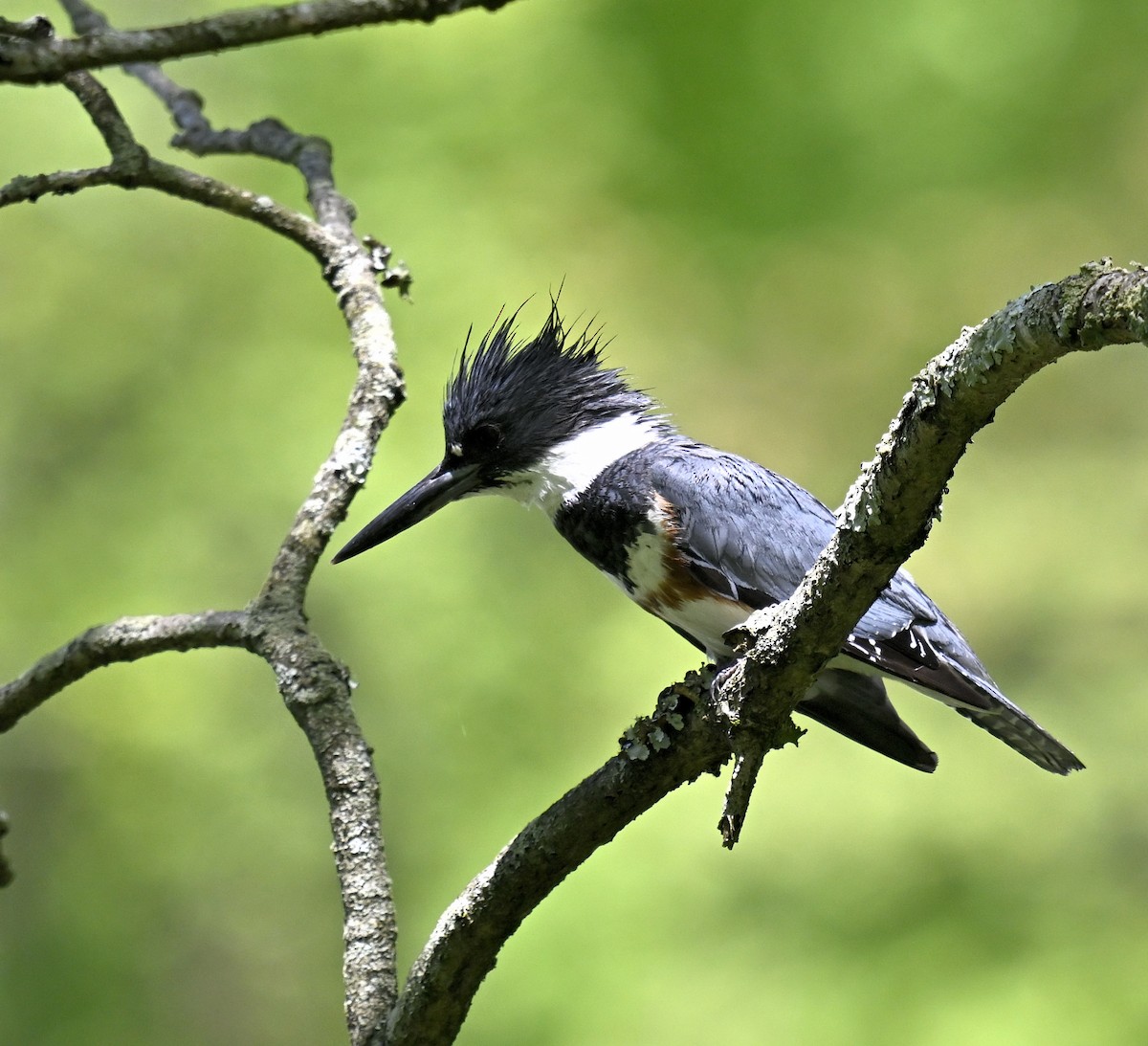 Belted Kingfisher - ML618645762