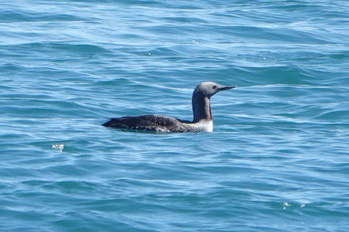Red-throated Loon - ML618645796