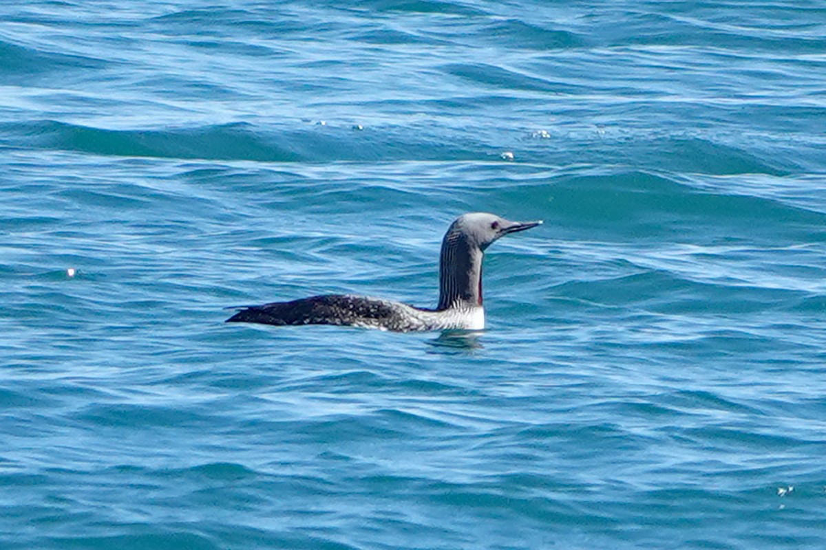 Red-throated Loon - ML618645797