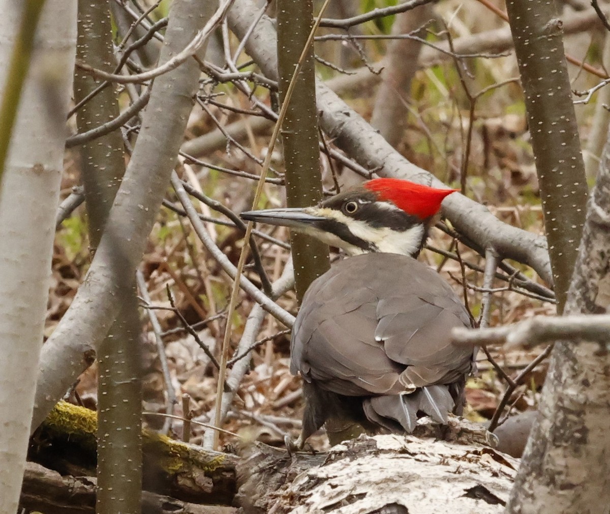 Pileated Woodpecker - ML618645817