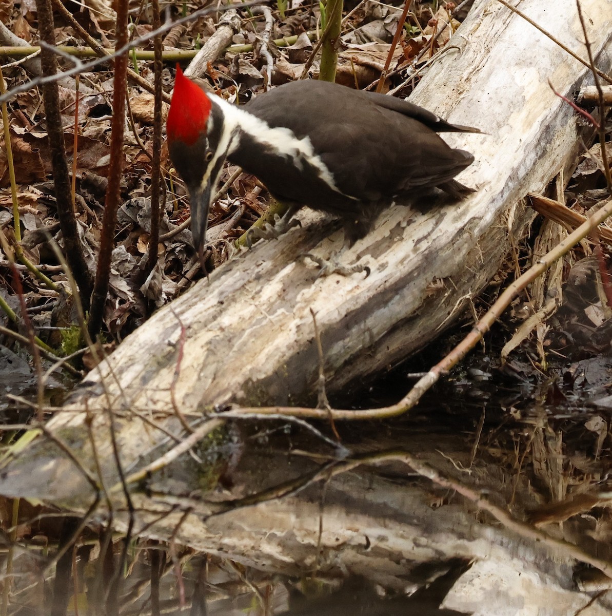 Pileated Woodpecker - ML618645818