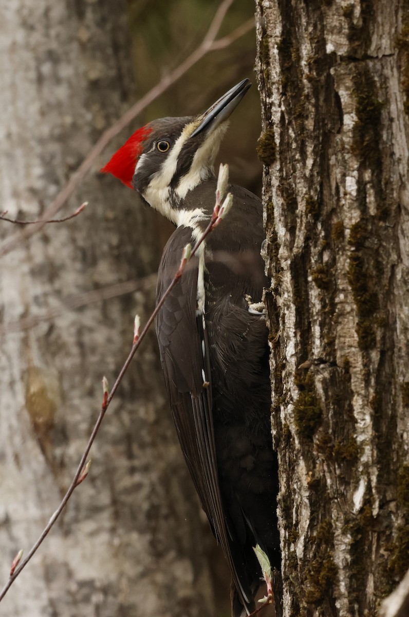 Pileated Woodpecker - ML618645819