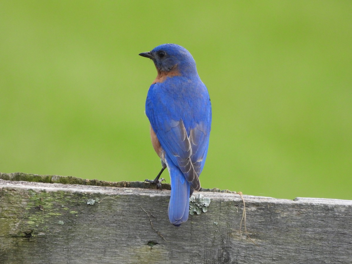 Eastern Bluebird - Tracee Fugate