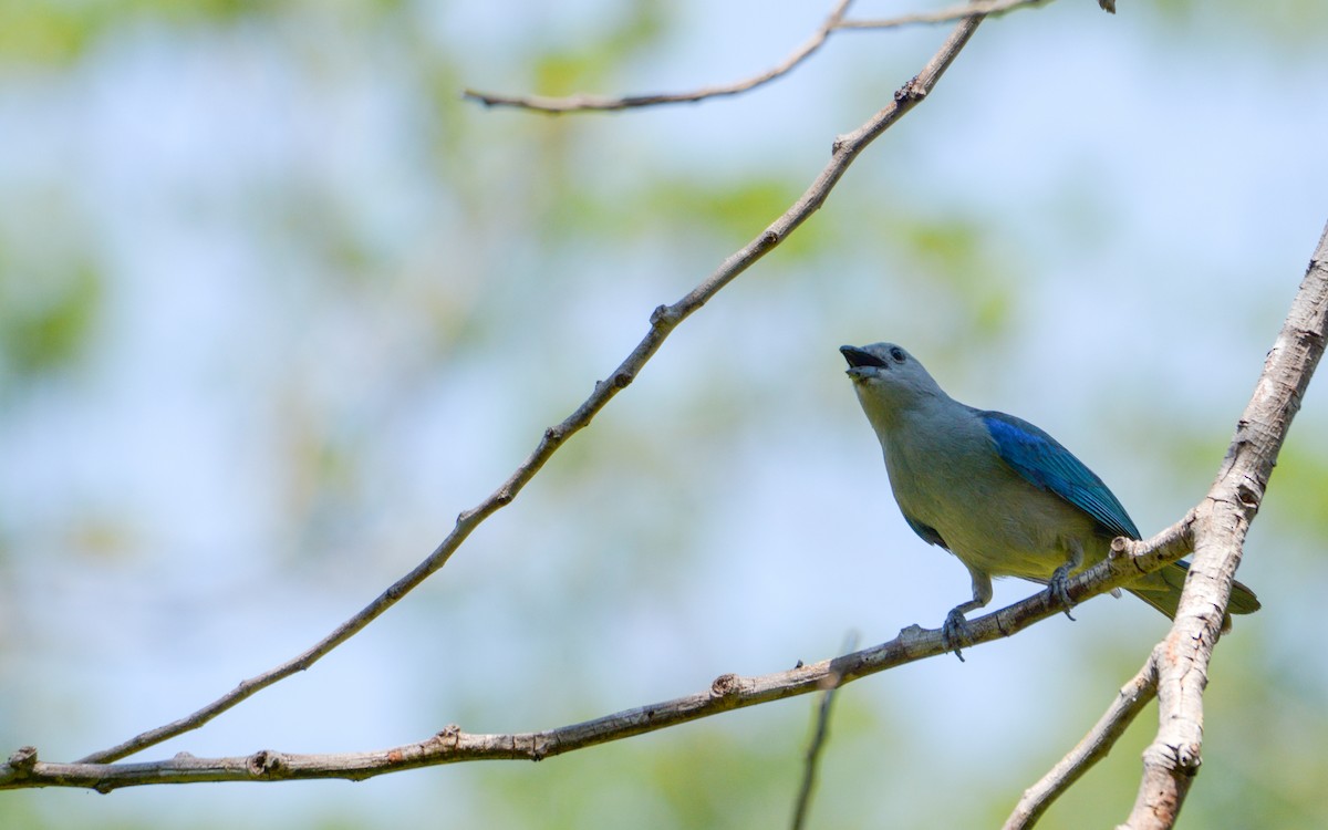 Blue-gray Tanager - ML618645913