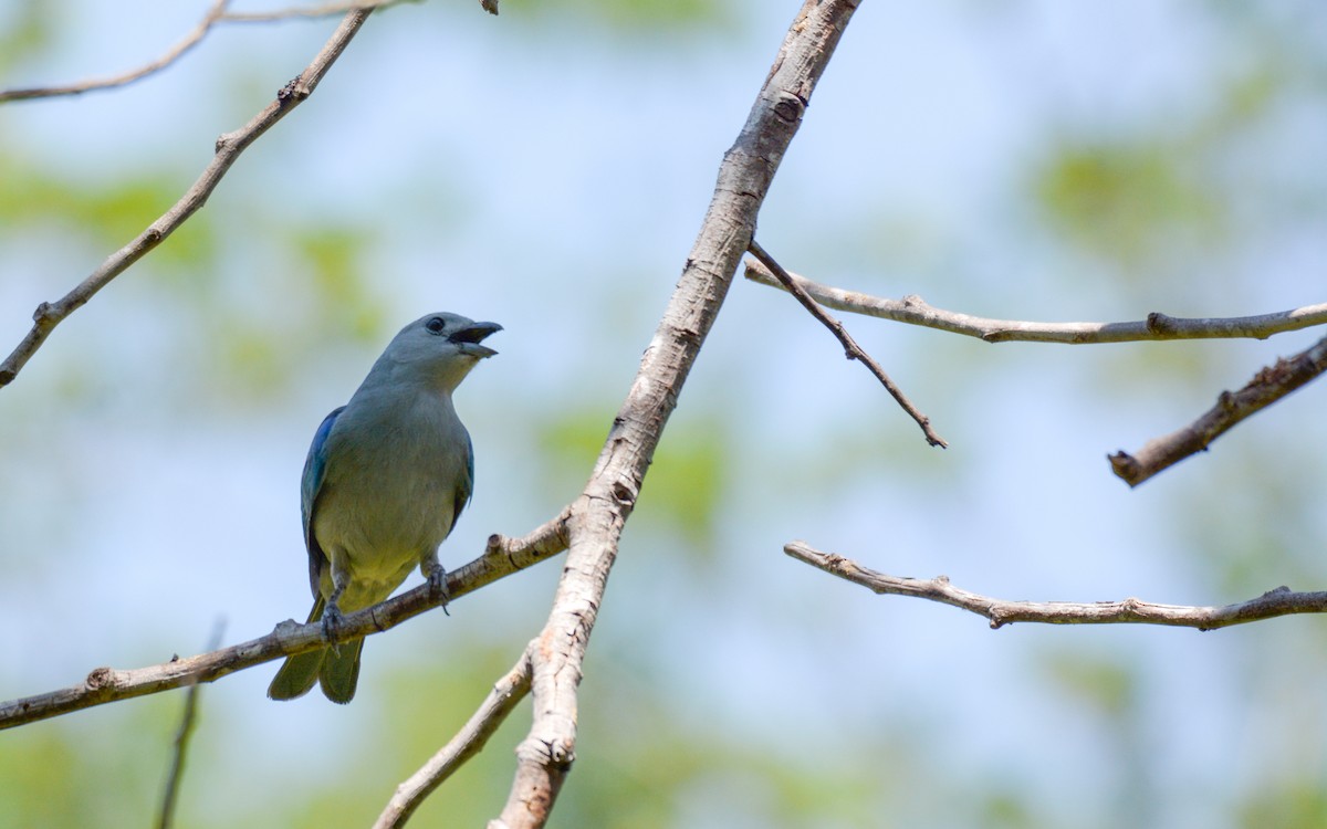 Blue-gray Tanager - ML618645914