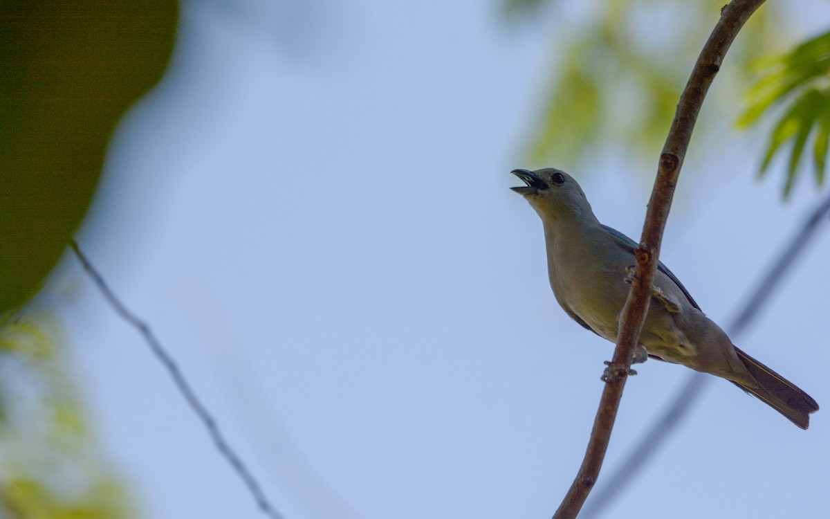 Blue-gray Tanager - ML618645916