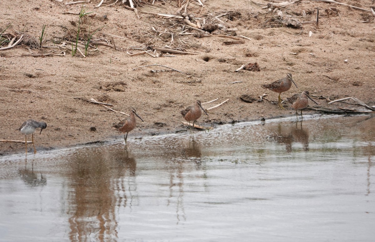Long-billed Dowitcher - ML618645917